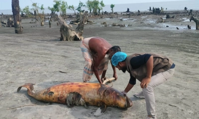 সৈকতে ভেসে এলো মৃত ডলফিন