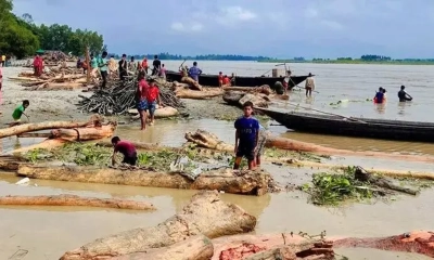উজানের ঢলে ভেসে আসা গাছের গুঁড়ি।    ছবি - সংগৃহীত