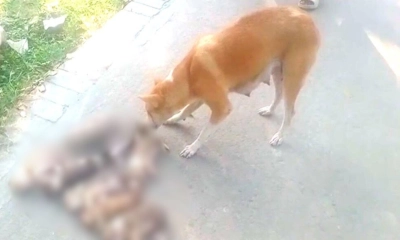 ৮ কুকুরছানাকে বস্তাবন্দির পর পানিতে ফেলে হত্যা