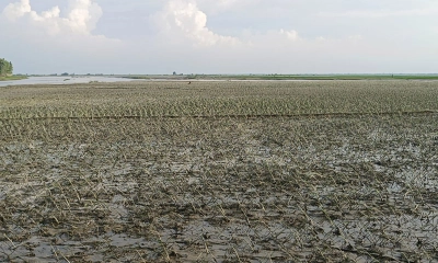 তিস্তার বন্যায় কৃষকের স্বপ্নভঙ্গ