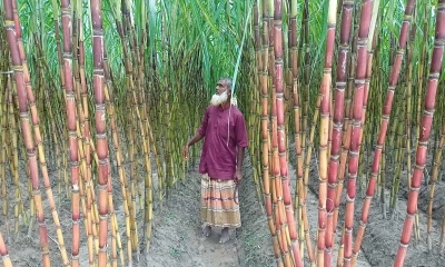 নিজের খেতের যত্ন নিচ্ছেন আখ চাষি।  ছবি- রূপালী বাংলাদেশ
