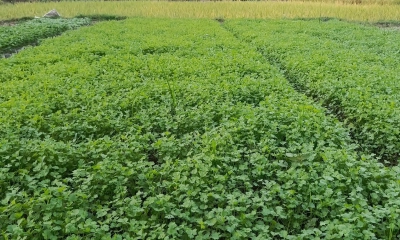 ভালো দাম পেয়ে খুশি ধনিয়া পাতা চাষিরা, হতাশ ক্রেতারা