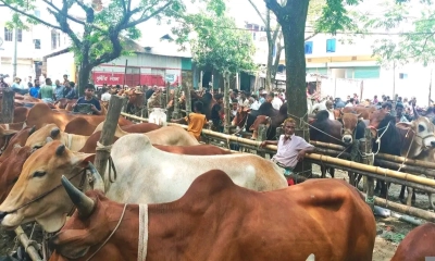 লক্ষ্মীপুরে চাহিদার তুলনায় কোরবানির পশু বেশি, প্রস্তুত ৯০টি হাট