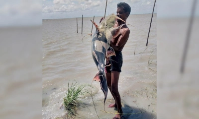 পদ্মায় ধরা পড়ল ১৪ কেজির বাঘাইর, ১৮ হাজারে বিক্রি