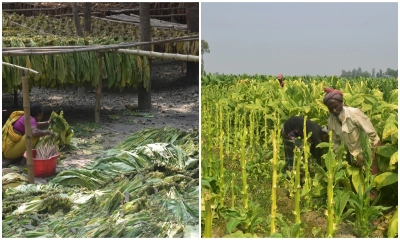তামাক কোম্পানির প্রলোভনে বাড়ছে চাষ, ঝুঁকিতে কৃষি ও জনস্বাস্থ্য