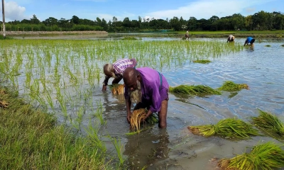 কাদায় স্বপ্ন বুনছে উপকূলের কৃষক