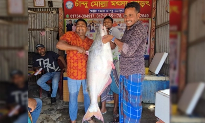 পদ্মার এক পাঙাশ সাড়ে ৬৭ হাজারে বিক্রি