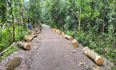 মতলবে গাছ কেটে জনরোষ, বনবিভাগ-এলজিইডির একে অপরকে দোষারোপ