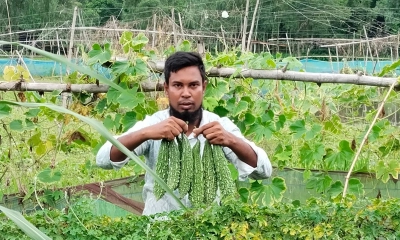 হাইব্রিড করলা চাষে লালমনিরহাটের মেহেদীর মুখে হাসি