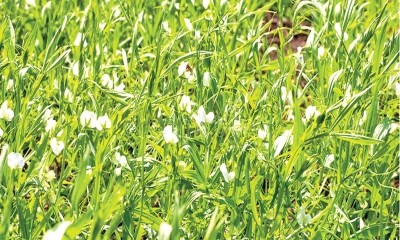 শিখে রাখুন মসুর ডাল চাষ
