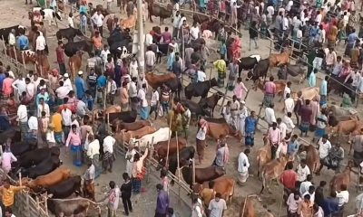 দেওয়ানগঞ্জে মহিষের আক্রমণে একজনের মৃত্যু