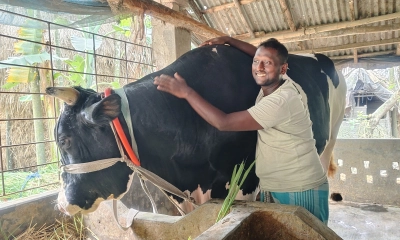 ৩৫ মাসে ৪০ মণ! বাগেরহাটে আলোচনার কেন্দ্রে ‘কালু’