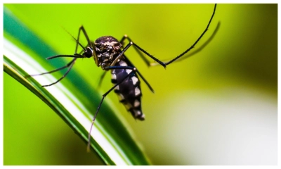 ডেঙ্গুতে ২ জনের মৃত্যু, হাসপাতালে ৩৯৪
