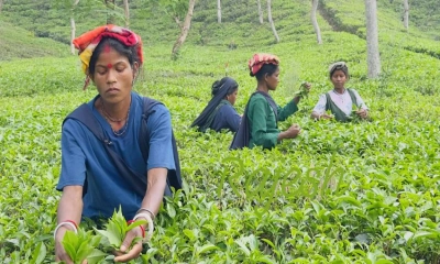 আগাম বৃষ্টিতে চা বাগানে নতুন কুঁড়ির জোয়ার