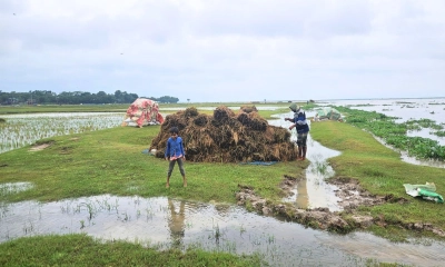 মৌলভীবাজারের হাওরে বৃষ্টিতে আবারও বাড়ছে পানি, দুশ্চিন্তায় কৃষকরা