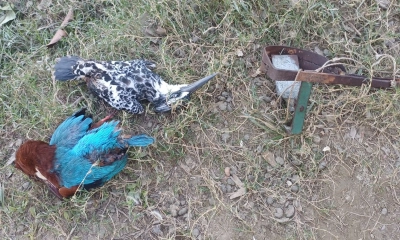 ফাঁদ পেতে পাখি হত্যার অভিযোগে আটক ২, মুচলেকায় ছাড়া