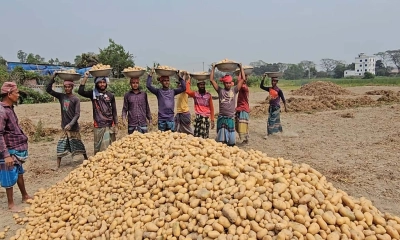 আলুর দাম কম, দুশ্চিন্তায় কৃষকরা