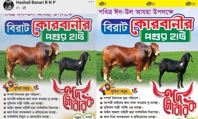 ইজারার আগেই কোরবানির পশুর হাটের প্রচার