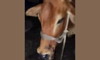 ছবি- রূপালী বাংলাদেশ