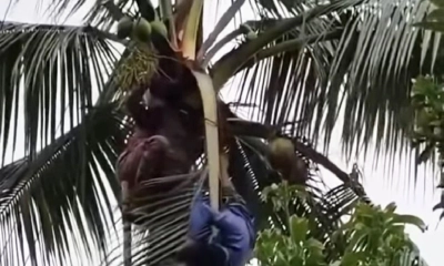 ডাব পাড়তে গিয়ে বিদ্যুৎস্পৃষ্টে প্রাণ গেল ব্যবসায়ীর