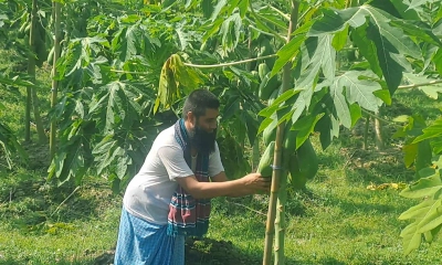 গাছের গোড়া থেকে আগা পর্যন্ত ধরেছে পেঁপে