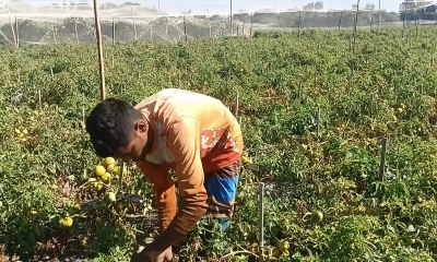 সবজির রাজধানী খ্যাত চরাঞ্চলে টমেটো খেতে মড়ক