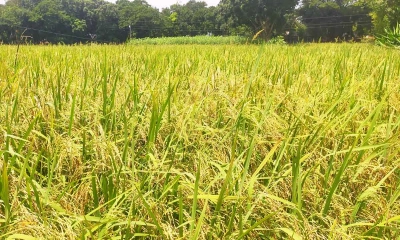 নান্দাইলে আউশ ধানের বাম্পার ফলনে কৃষকের মুখে ফুটে উঠেছে তৃপ্তির হাসি। ছবি- রূপালী বাংলাদেশ