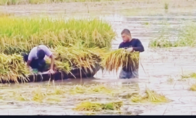 চলনবিলে ঢুকছে পানি, ধান নিয়ে দুশ্চিন্তায় কৃষক
