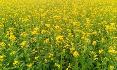সরিষার হলুদ ফুলে চলনবিল সেজেছে নববধূর সাজে