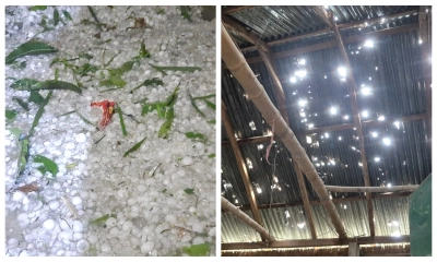 শিলাবৃষ্টিতে ফসলের ব্যাপক ক্ষতি