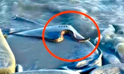 হাতিয়ার মেঘনার তীরে রাসেল ভাইপার।  ছবি - সংগৃহীত
