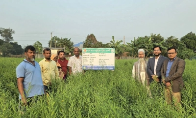 নবীনগরে বারি সরিষা-২০ জাতে কৃষকের আগ্রহ বাড়ছে