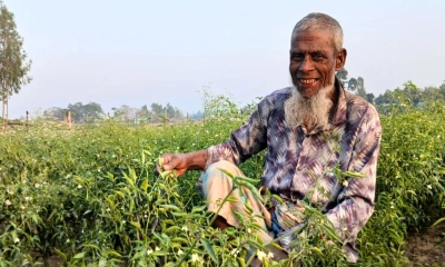 নকলায় মরিচ চাষে বাজিমাত, লক্ষ্যমাত্রার কাছাকাছি আবাদ