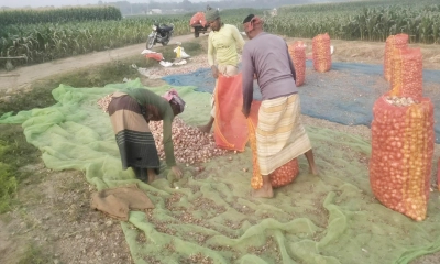 পেঁয়াজের বাম্পার ফলনেও হতাশ চাষিরা
