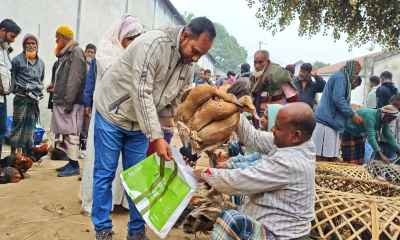 শীতের তীব্রতা বাড়ায় বাজারে হাঁসের চাহিদা বেড়েছে
