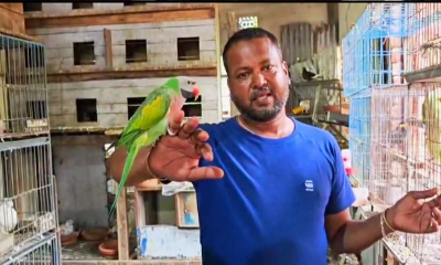 মো. মফিজুল ইসলাম এখন সবার কাছে পরিচিত ‘পাখি মফিজ’ নামে।  ছবি- রূপালী বাংলাদেশ