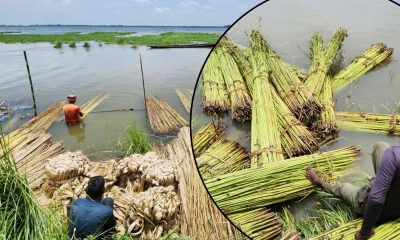 কীভাবে পাট জাগ দিলে ভালো আঁশ পাওয়া সম্ভব