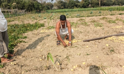 মুন্সিগঞ্জে আগাম আলু উত্তোলন, দাম না পেয়ে হতাশ চাষি