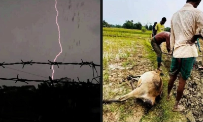 বজ্রপাতে অর্ধশত গরুর মৃত্যু