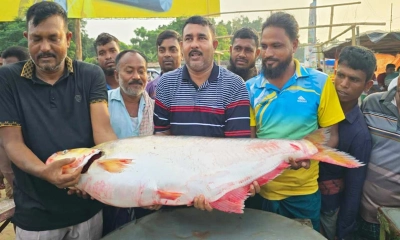 দৌলতদিয়ার পদ্মা নদীতে ধরা পড়েছে ২২ কেজি ৬০০ গ্রাম ওজনের বিলুপ্ত প্রজাতির ঢাই মাছ।      ছবি- সংগৃহীত