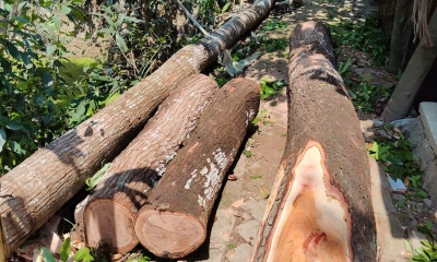 ইউনিয়ন পরিষদের গাছ কেটে নিলেন যুবলীগ নেতা
