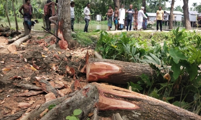 বিদ্যালয়ের মাঠে বেড়া দিয়ে কাটা হচ্ছে পাঁচ লাখ টাকার মেহগনি গাছ