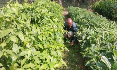 পলাশে সরকারি নার্সারিতে বিবিধ চারাগাছ স্থানীয়ভাবে চাহিদা পূরণ করছে