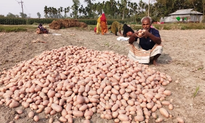 ঈদ আনন্দ নেই আলুচাষিদের পরিবারে
