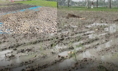 অকাল বৃষ্টিতে বিপাকে উত্তরের আলু চাষিরা