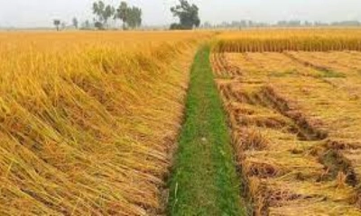 বিরোধীয় জমির ধান কাটাকে কেন্দ্র করে সংঘর্ষে আহত ৪