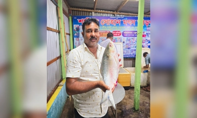 পদ্মা ও যমুনা নদীর মোহনায় জেলেদের জালে ধরা পড়ে আড়াই কেজি ওজনের রাজা ইলিশটি। ছবি- রূপালী বাংলাদেশ