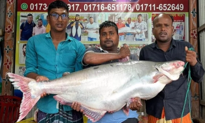 পদ্মা নদীর পাঙাশ ৭১ হাজারে বিক্রি