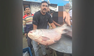 ৩৫ কেজির কাতল! বিক্রি ৭৩ হাজার ৫০০ টাকায়