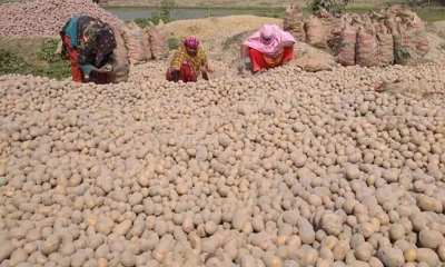 তানোরে আলু চাষিদের মাথায় হাত